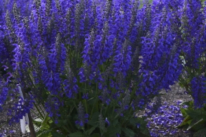 Salvia 'Evening Attire' 