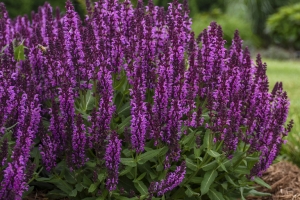 Salvia 'Bumbleberry' 