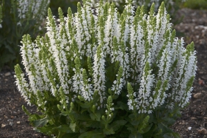 Salvia 'Bumblesnow' 