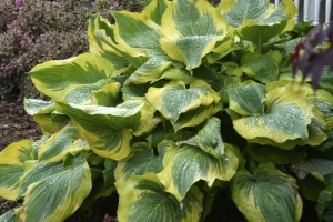 Seducer, Hosta