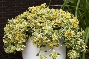 Sedum 'Boogie Woogie'