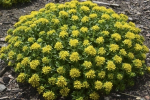 Sedum 'Little Miss Sunshine'