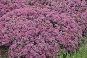 Sedum 'Popstar' 