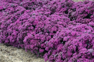 Sedum 'Superstar' 