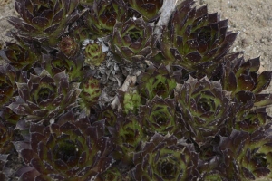 Hens and Chicks 'Black'  