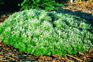 Artemisia 'Silver Mound'  