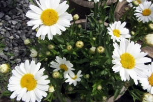 Leucanthemum 'Snow Lady'