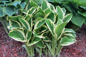 Silver Star, Hosta