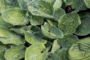 Smokey Mountains, Hosta