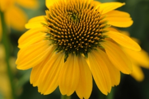 Echinacea 'Sombrero Lemon Yellow' 