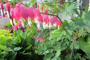 Bleeding Heart 'Spectablis'