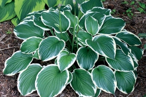 Steffi, Hosta