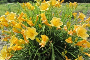 Hemerocallis 'Stella D'oro'