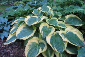 Strawberry Surprise, Hosta 