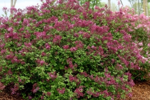 Lilac (Syringa) 'Bloomerang Dark Purple' 