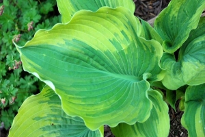 The King, Hosta 