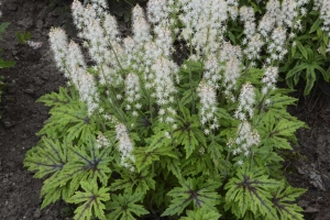 Tiarella 'Cutting Edge' 