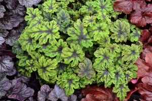 Tiarella 'Fingerpaint'