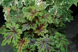 Tiarella 'Sylvan Lace' 