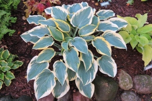 Valley's Glacier, Hosta