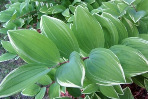 Polygonatum 'Variegatum'