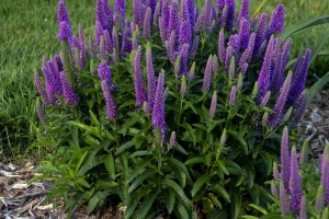 Veronica 'Purple Illusion'