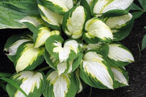 Vulcan, Hosta