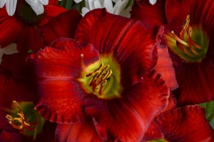 Hemerocallis 'Funny Valentine'