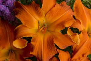 Hemerocallis 'Primal Scream' 