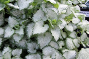 Lamium 'White Nancy' 