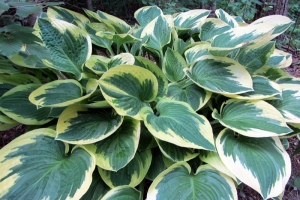 Wide Brim, Hosta