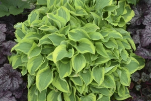 Wrinkle in Time, Hosta 