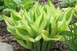 Yellow Polka Dot Bikini, Hosta 