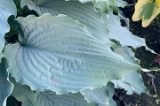 Wind Beneath My Wings, Hosta  