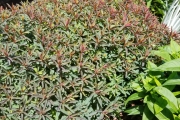 Euphorbia 'Bonfire' 
