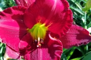 Hemerocallis 'Funny Valentine'