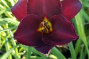 Hemerocallis 'Raspberry Suede'